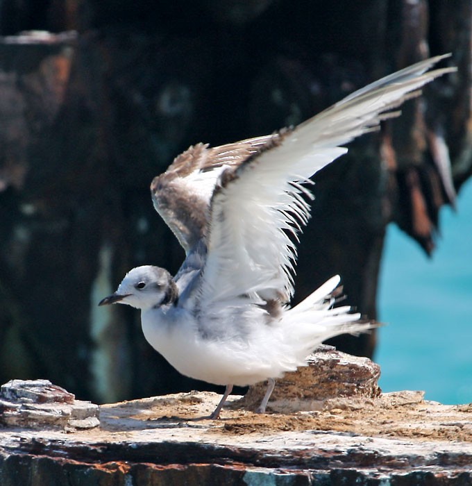 Mouette de Sabine - ML167028901