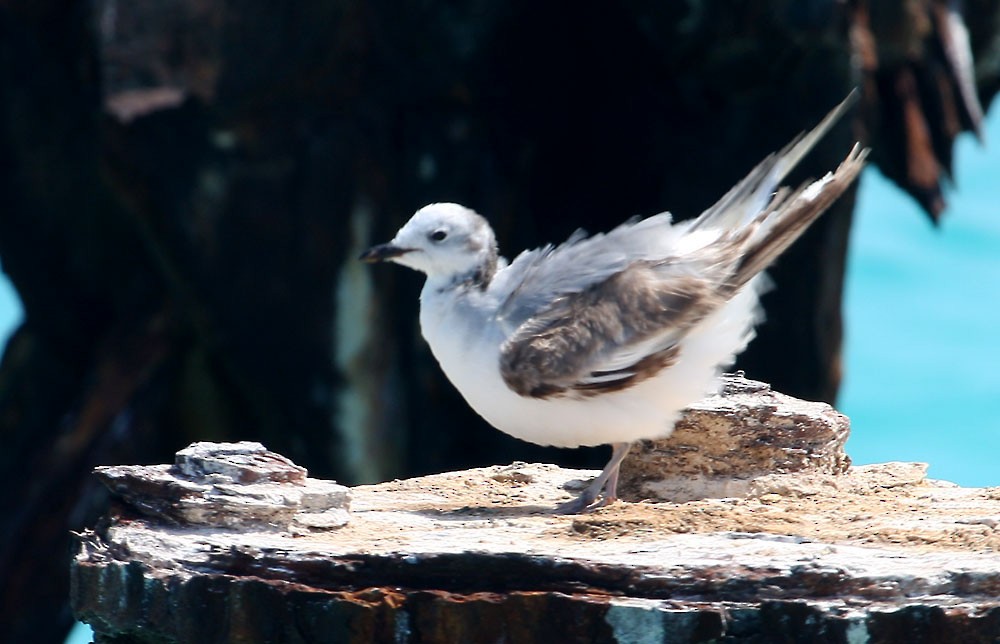 Mouette de Sabine - ML167028911