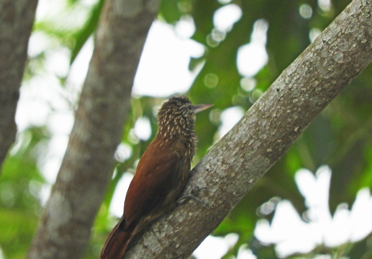 Straight-billed Woodcreeper - ML167029281