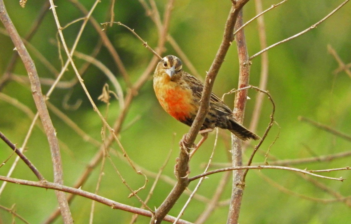 ムネアカマキバドリ - ML167029421