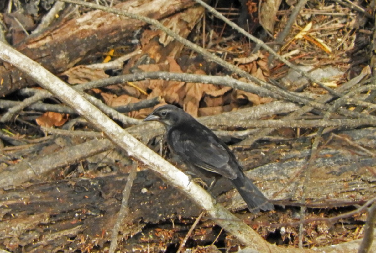 Velvet-fronted Grackle - ML167029501