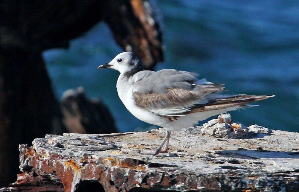 Mouette de Sabine - ML167031581