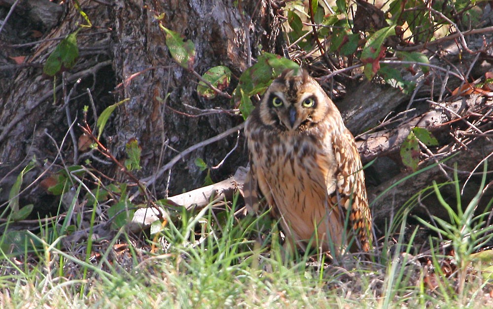 Short-eared Owl (Antillean) - Jay Gilliam