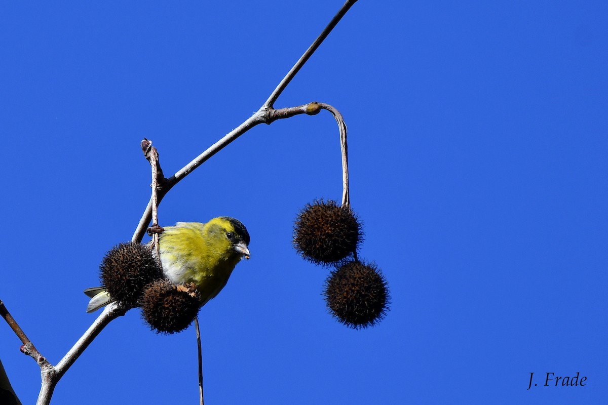 Eurasian Siskin - ML167035331