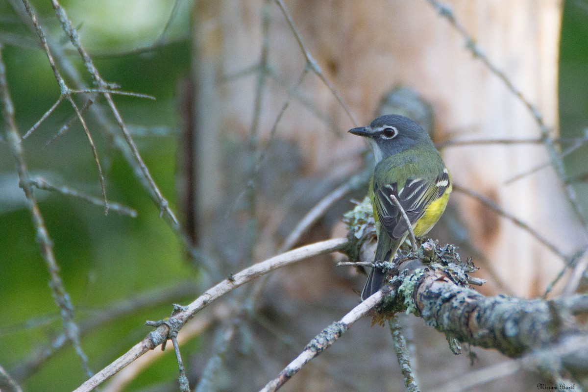 Blue-headed Vireo - ML167037721
