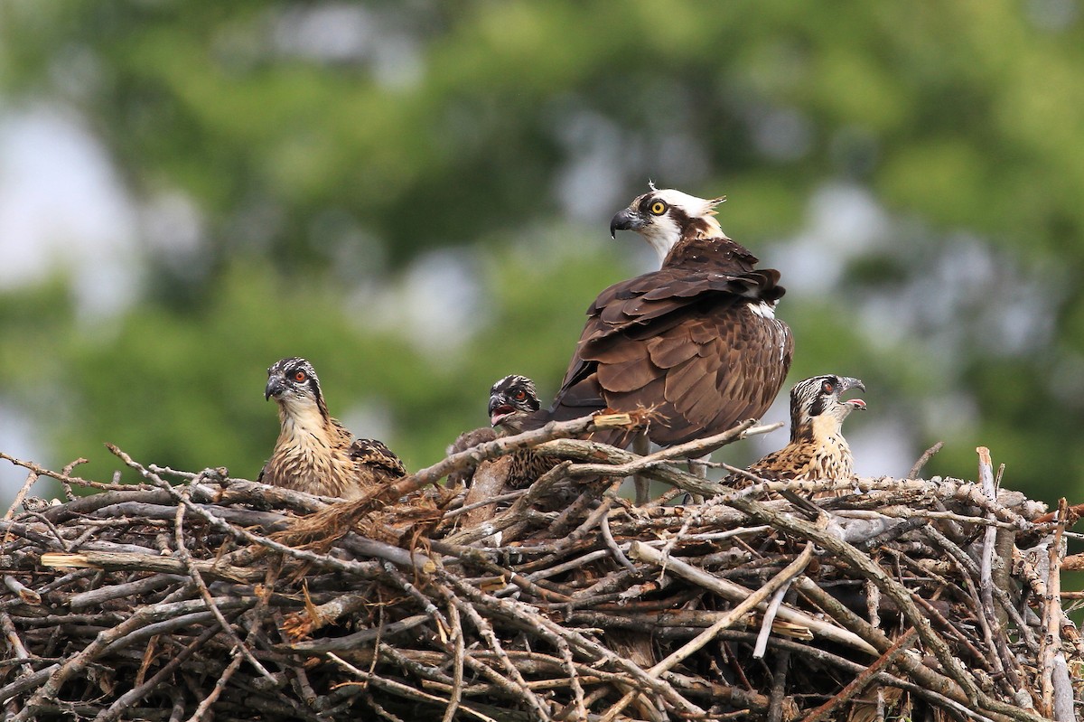 Osprey - ML167038671