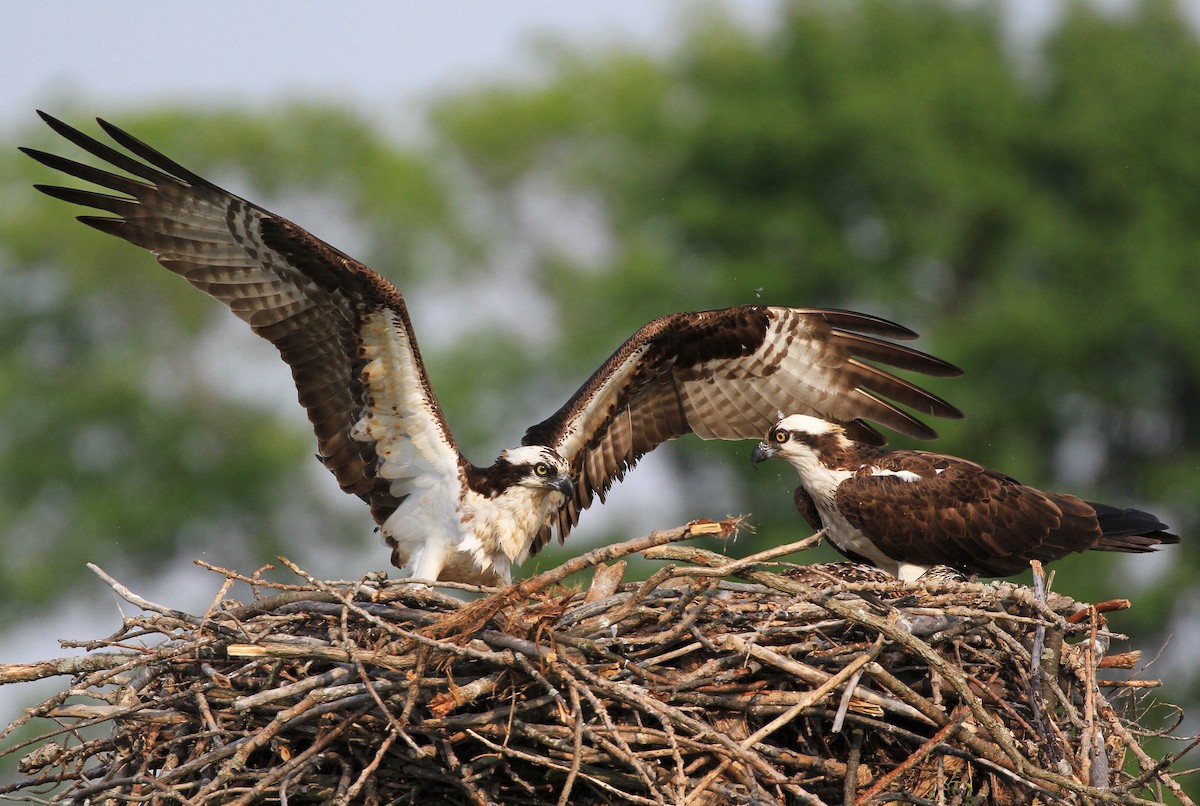 Águila Pescadora - ML167038701