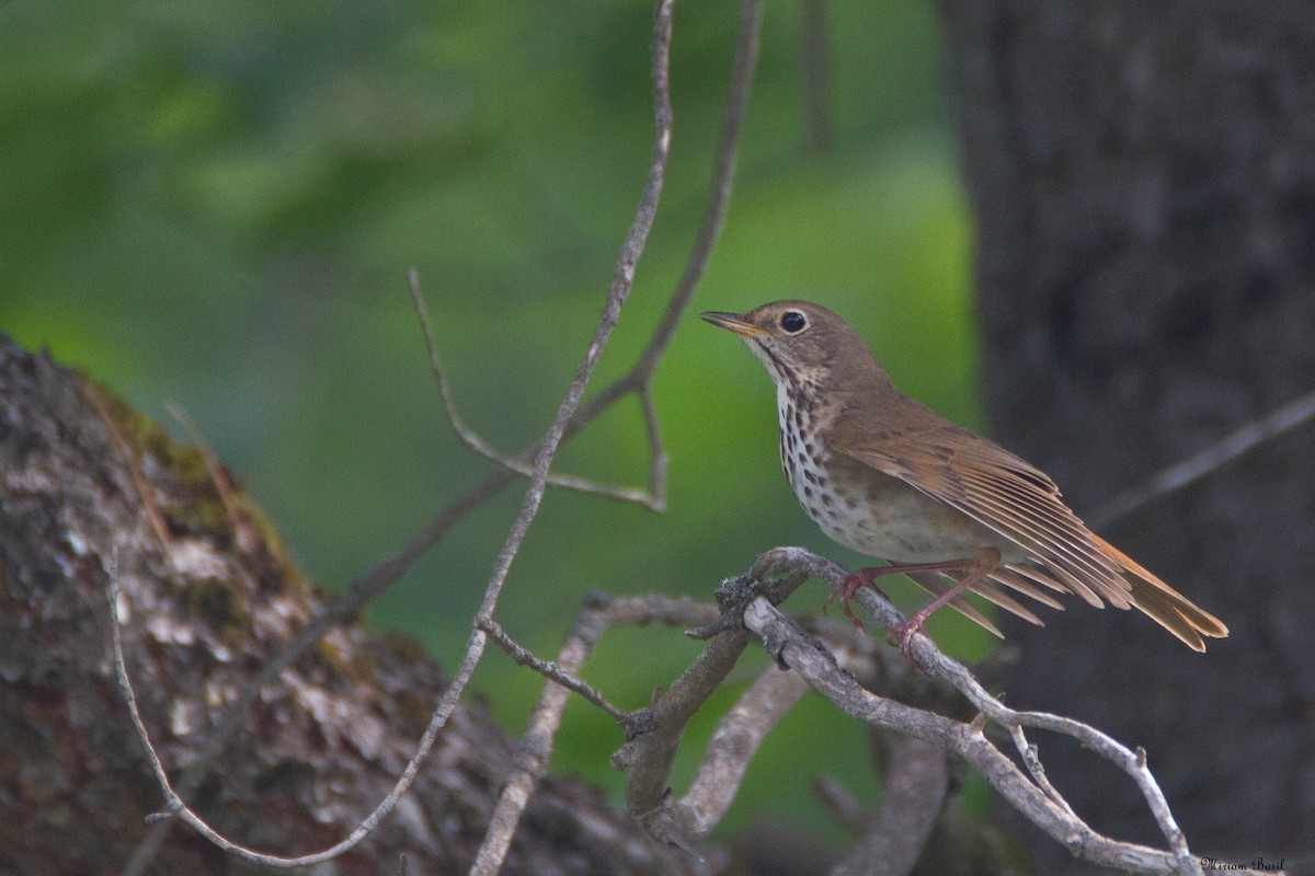 Hermit Thrush - ML167039201
