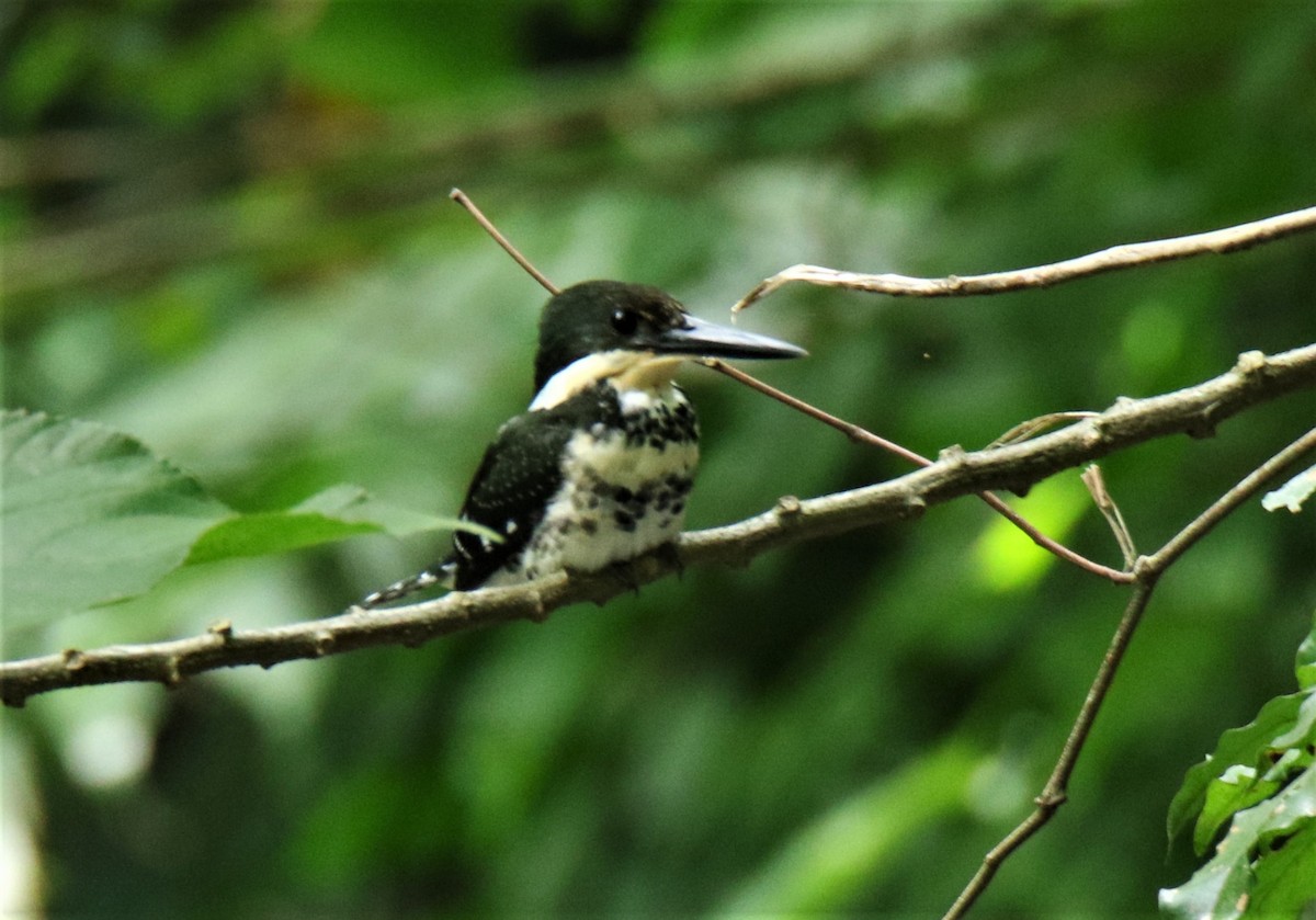 Green Kingfisher - ML167040041