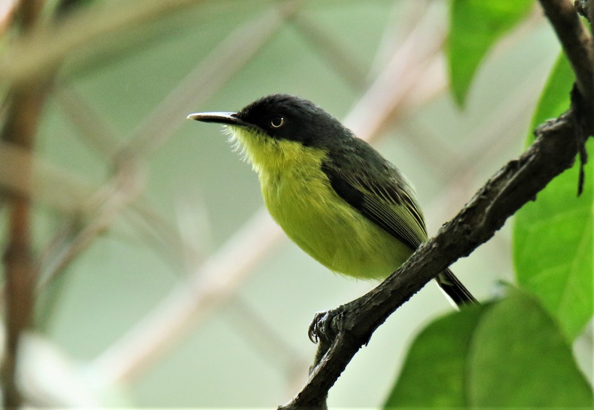 Common Tody-Flycatcher - ML167040121
