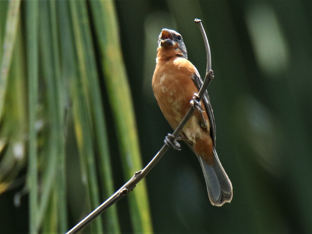 Ruddy-breasted Seedeater - ML167040401