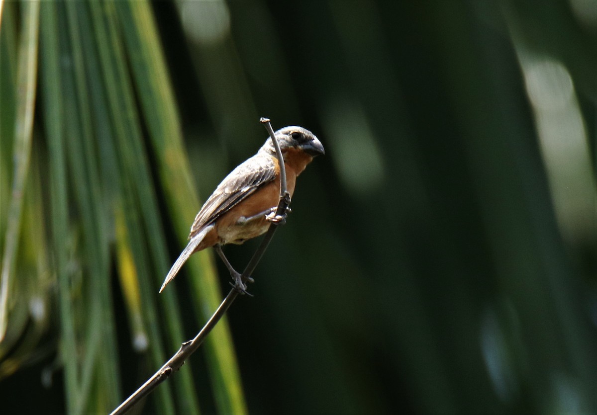 Ruddy-breasted Seedeater - Josue  de León Lux (Birding Guide) josuedeleonlux@gmail.com +502 3068 8988