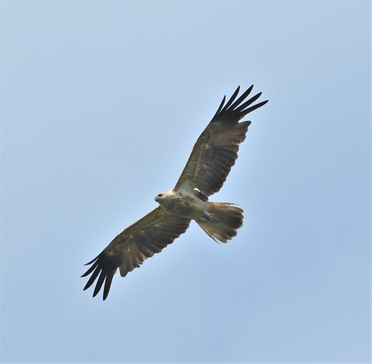 Whistling Kite - ML167040531