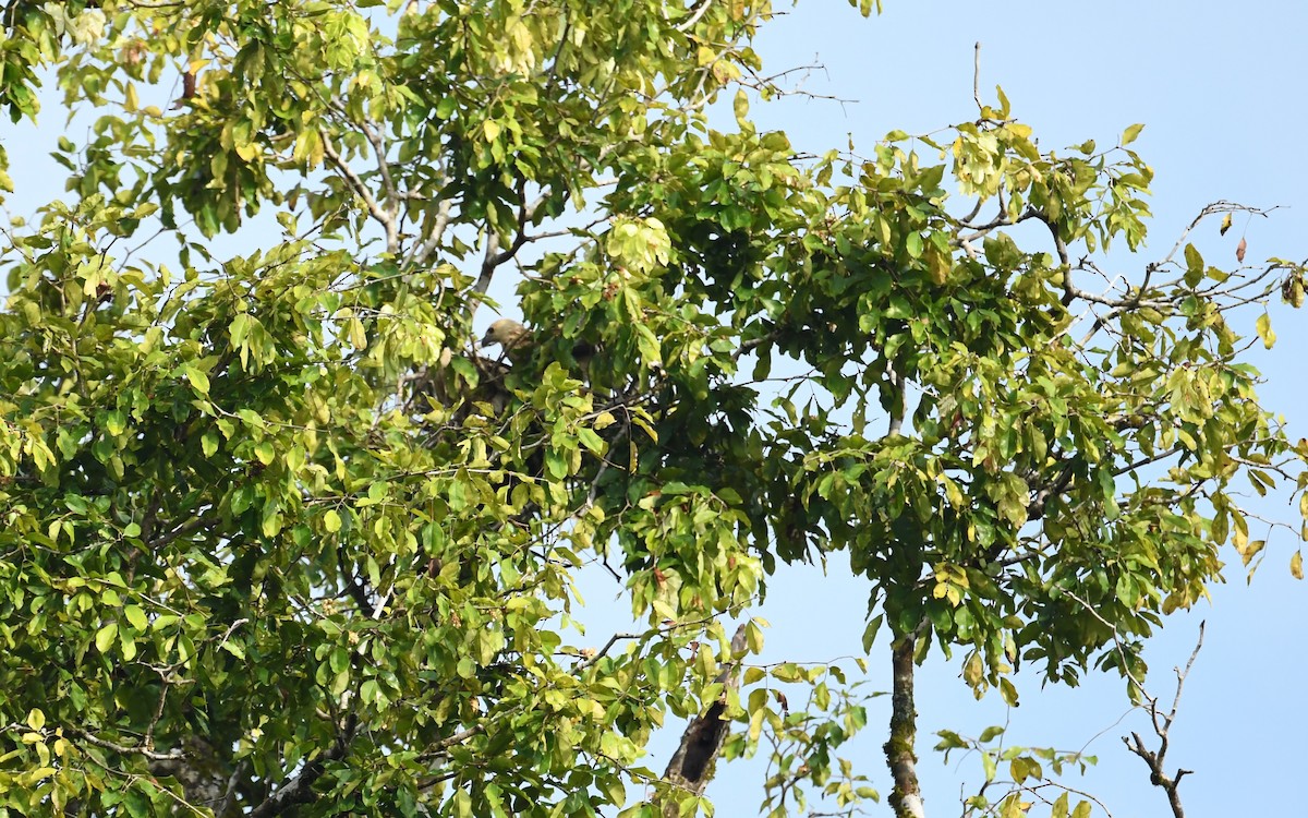 Whistling Kite - ML167040541