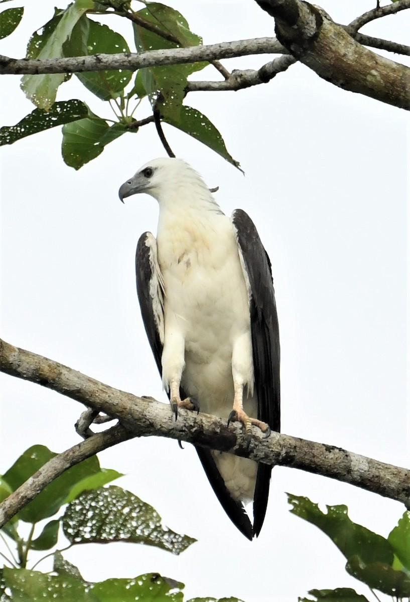 White-bellied Sea-Eagle - Neil Wingert