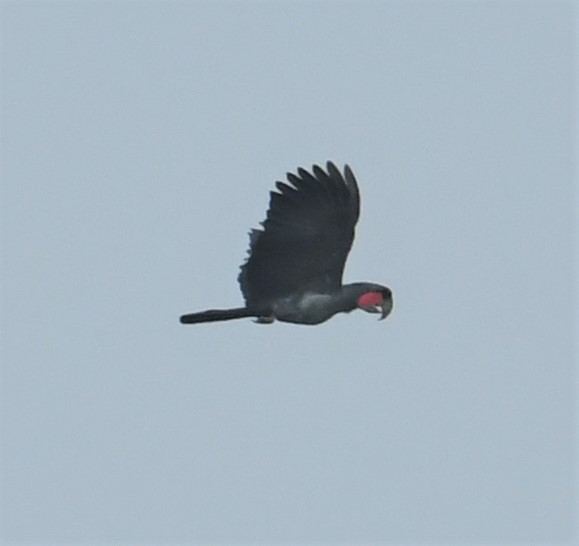 Palm Cockatoo - ML167040821