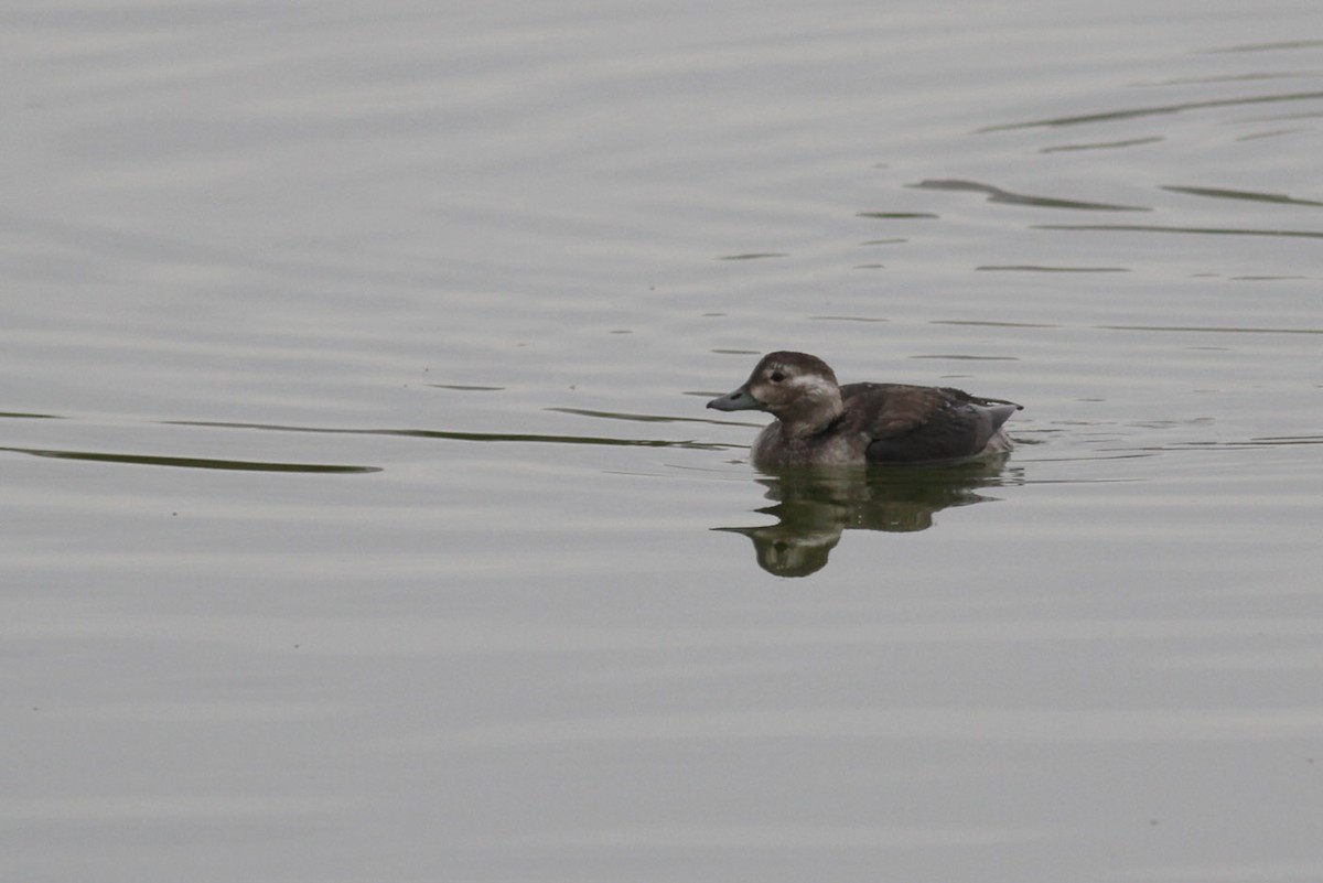 Long-tailed Duck - ML167041081