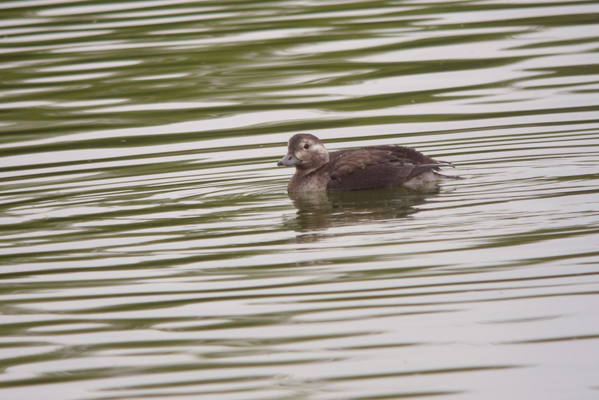 Long-tailed Duck - ML167041091