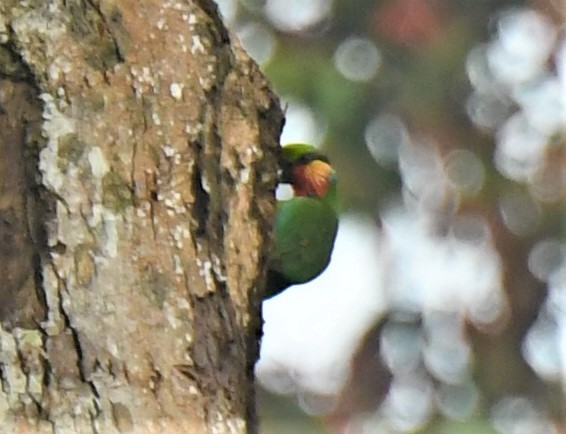 Edwards's Fig-Parrot - ML167041131