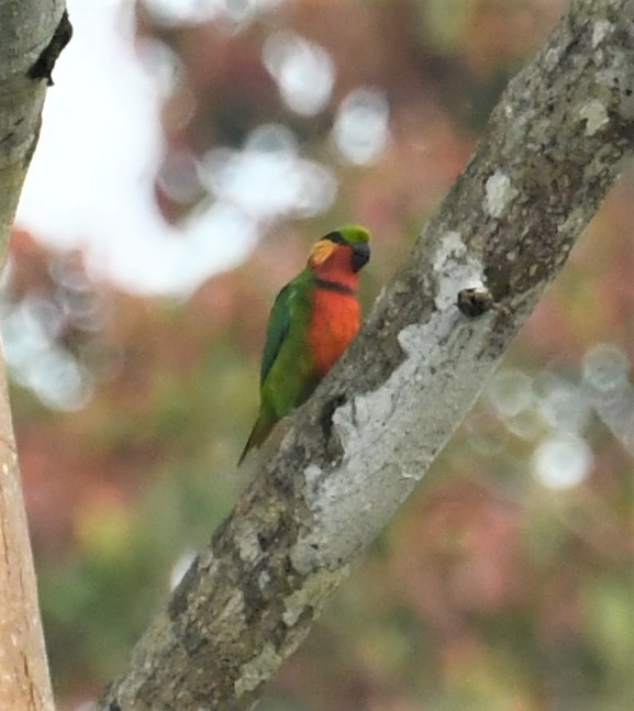 Edwards's Fig-Parrot - ML167041141