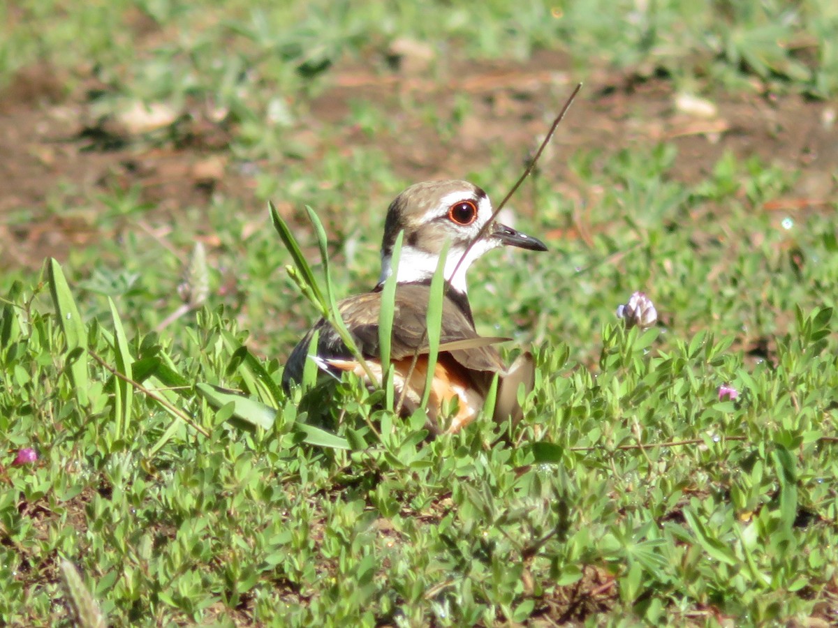 Killdeer - ML167041171