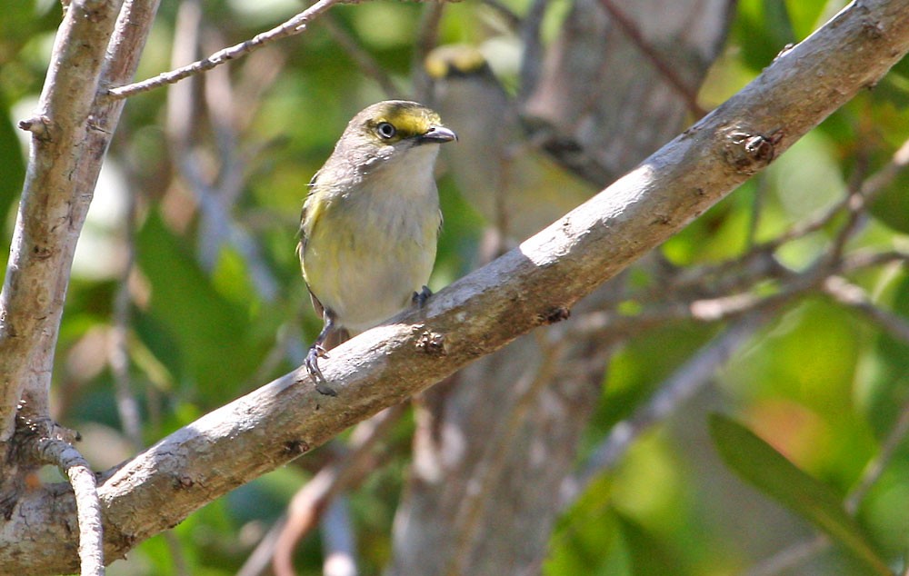 White-eyed Vireo - Jay Gilliam