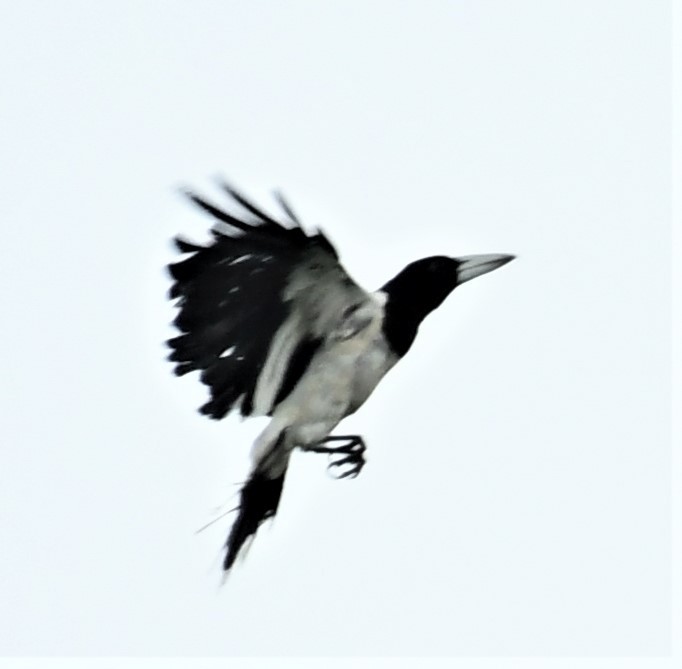 Hooded Butcherbird - Neil Wingert