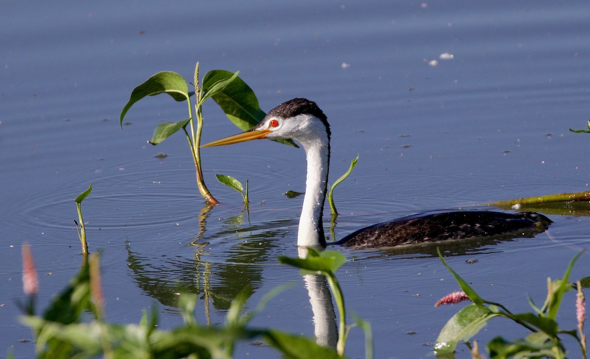 Clark's Grebe - Kathryn Keith