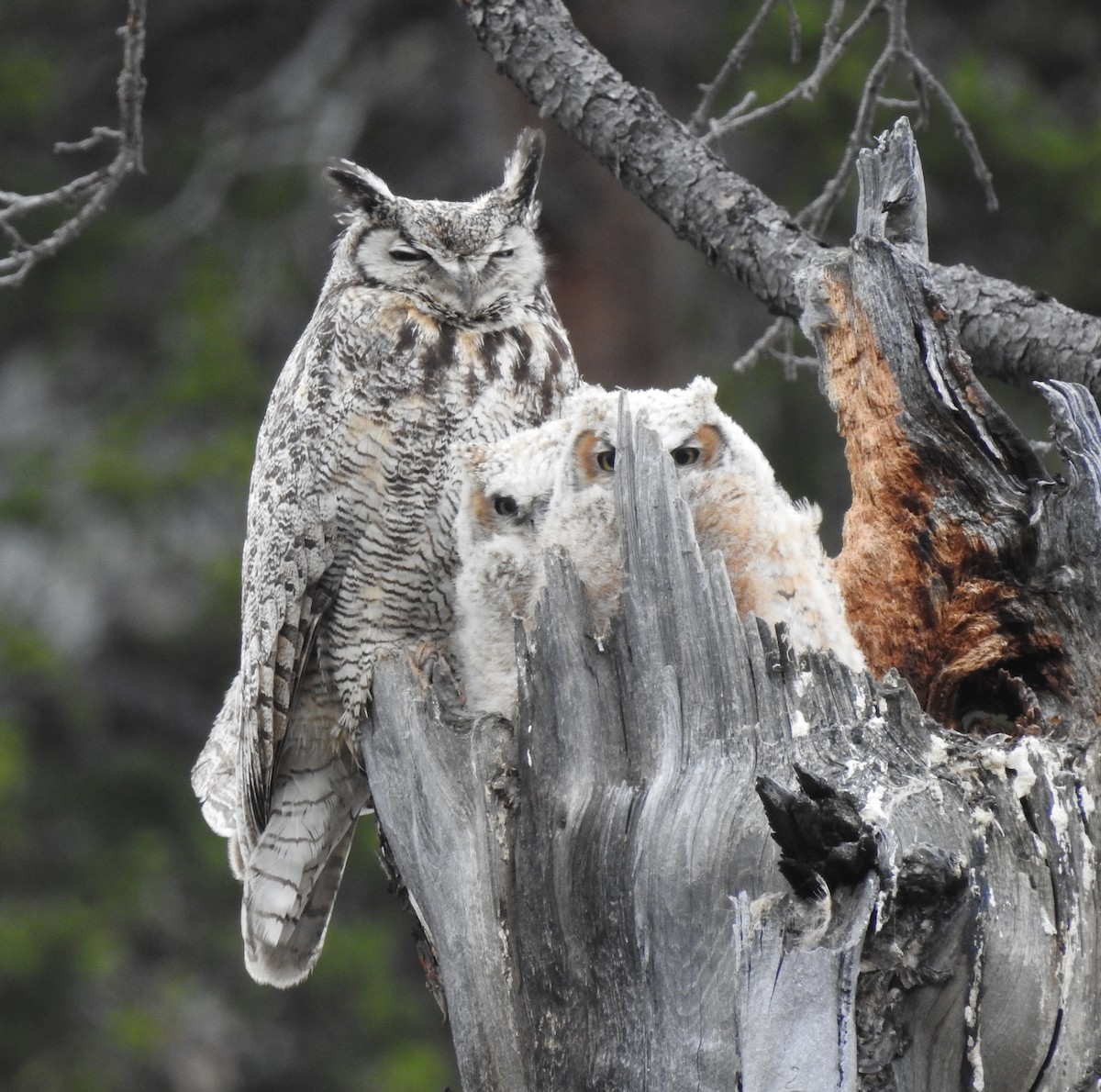 Great Horned Owl - Mike Thelen