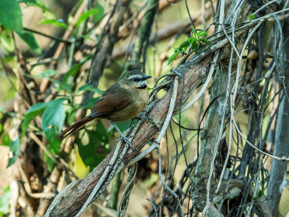 Ochre-cheeked Spinetail - Nick Athanas