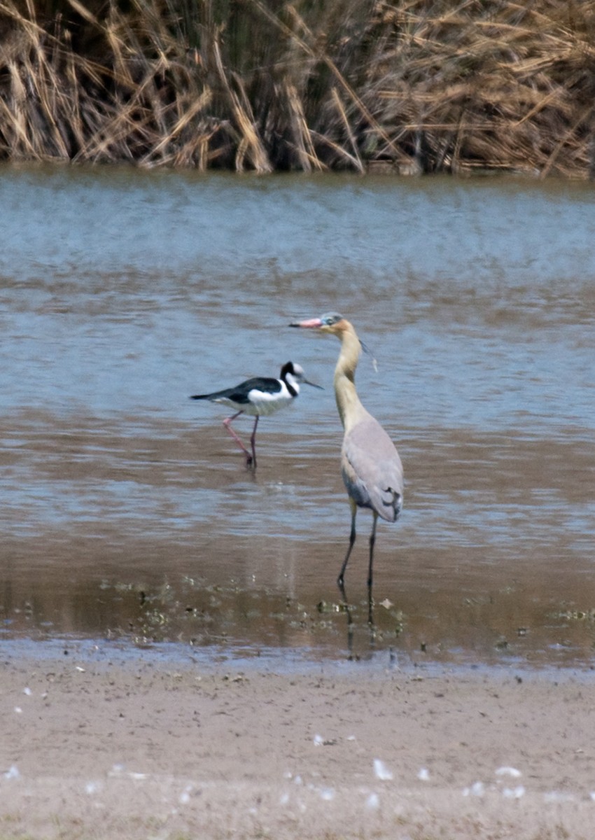 Whistling Heron - ML167046591