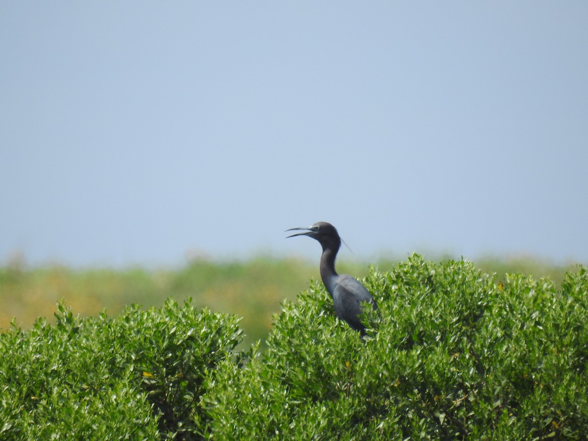 Little Blue Heron - ML167047111