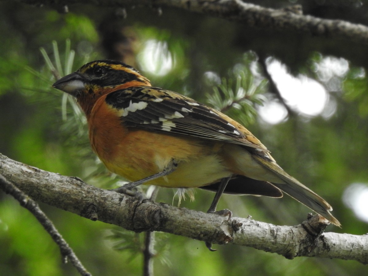 Black-headed Grosbeak - ML167047201