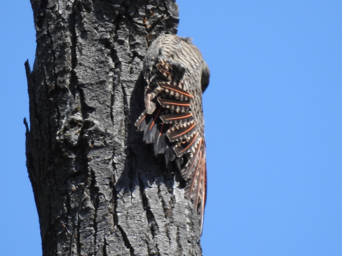 Northern Flicker (Red-shafted) - ML167047241
