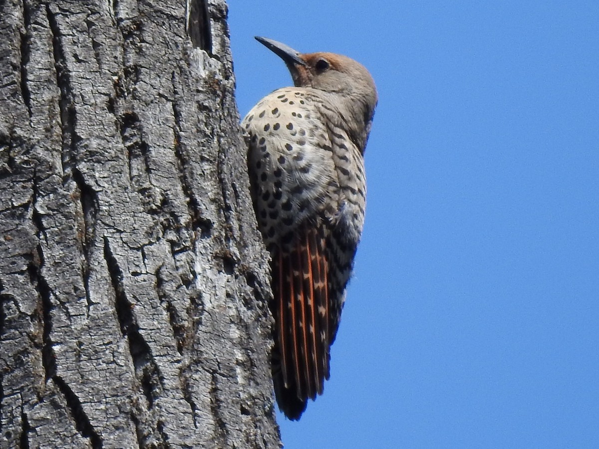 Northern Flicker (Red-shafted) - Mike Thelen