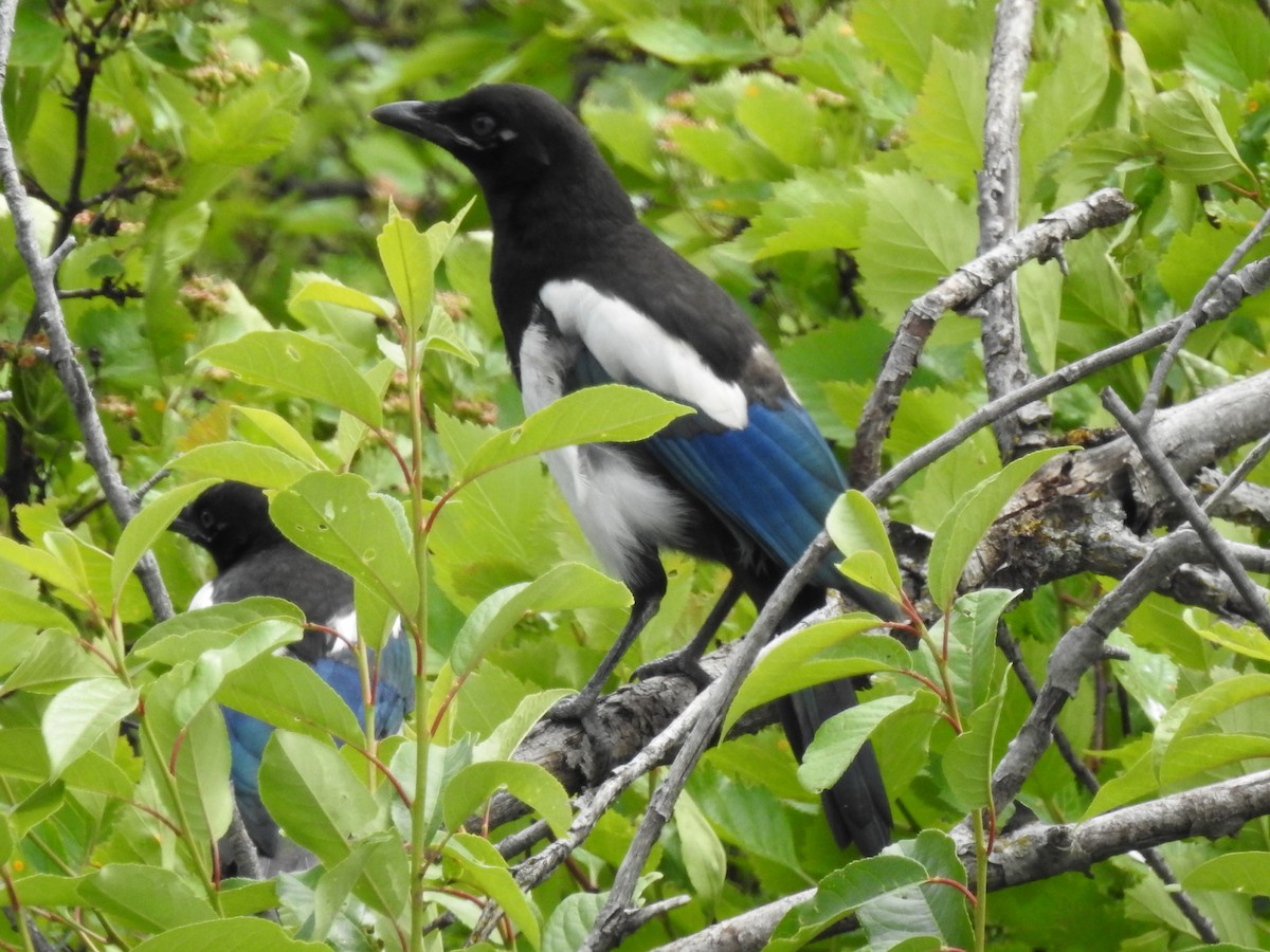 Black-billed Magpie - ML167047331