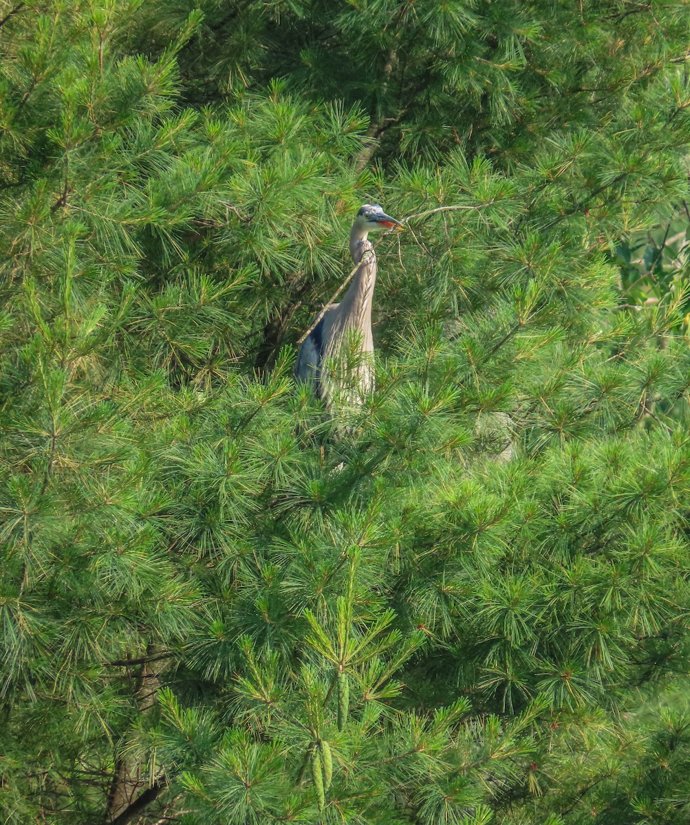 Great Blue Heron - ML167047401