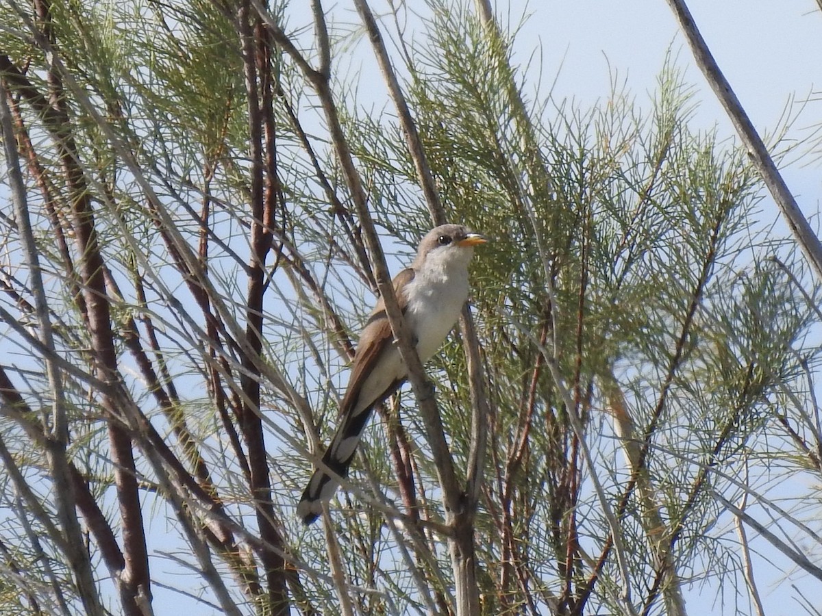 Yellow-billed Cuckoo - Chris Dean