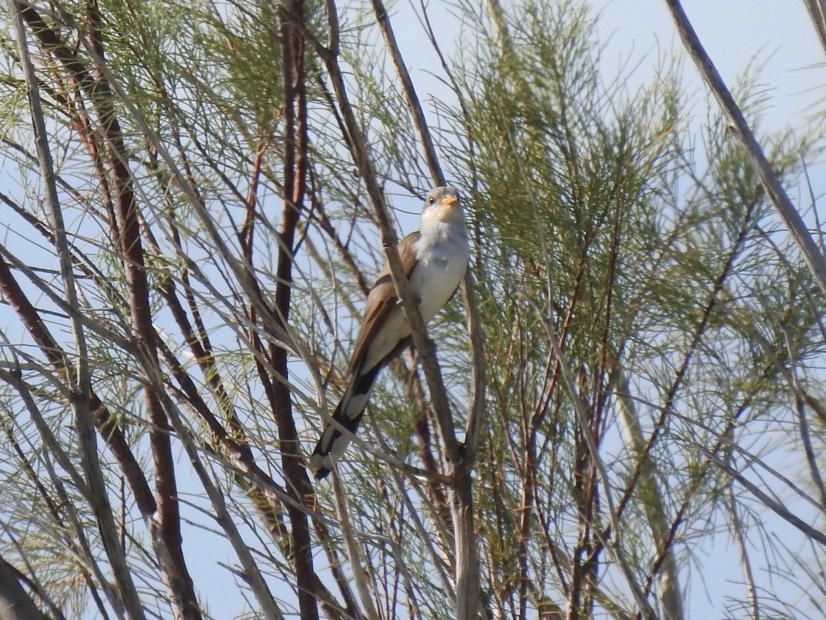 Yellow-billed Cuckoo - Chris Dean