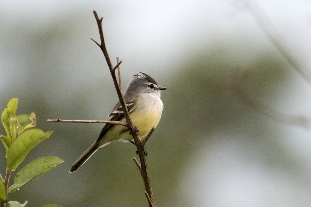 White-crested Tyrannulet (Sulphur-bellied) - ML167049271