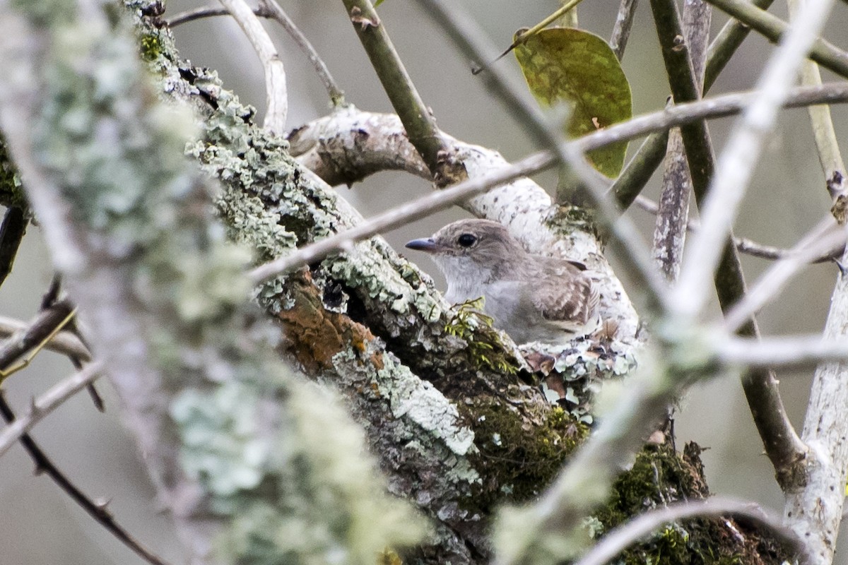 Fuscous Flycatcher - ML167049281