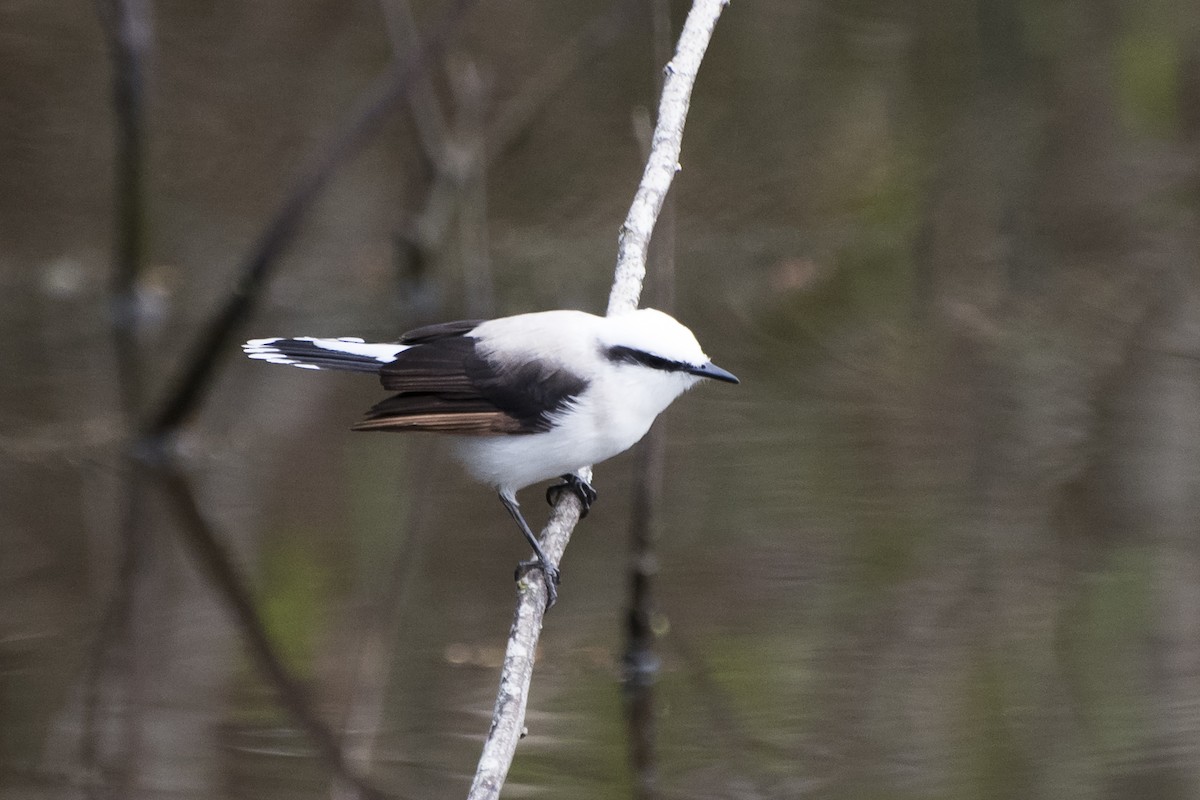 Masked Water-Tyrant - ML167049451