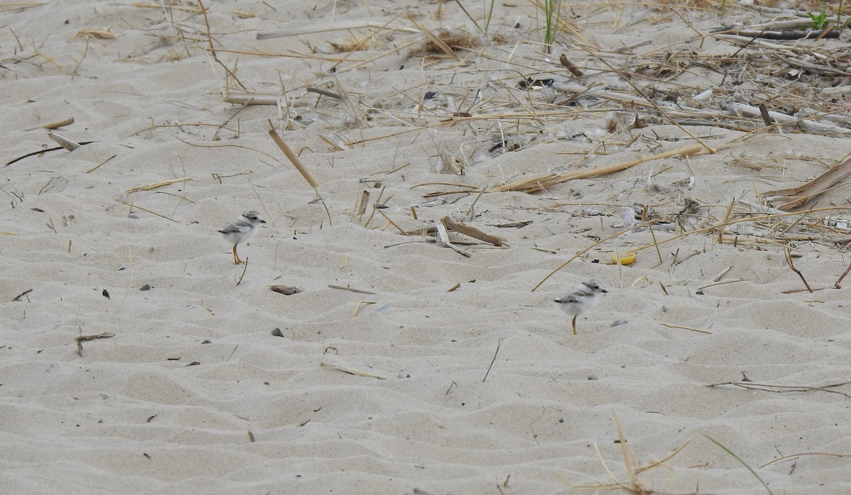 Piping Plover - ML167049601