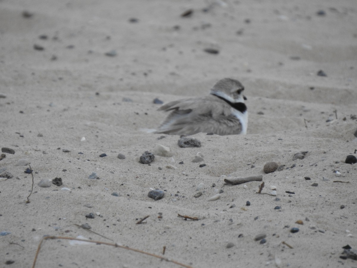 Piping Plover - ML167049621