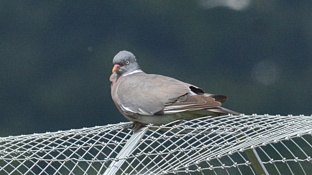 Common Wood-Pigeon - ML167051691