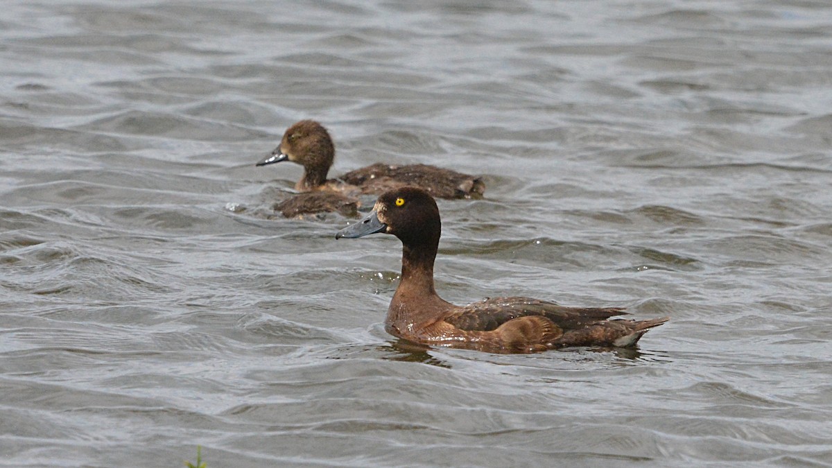 鳳頭潛鴨 - ML167051731