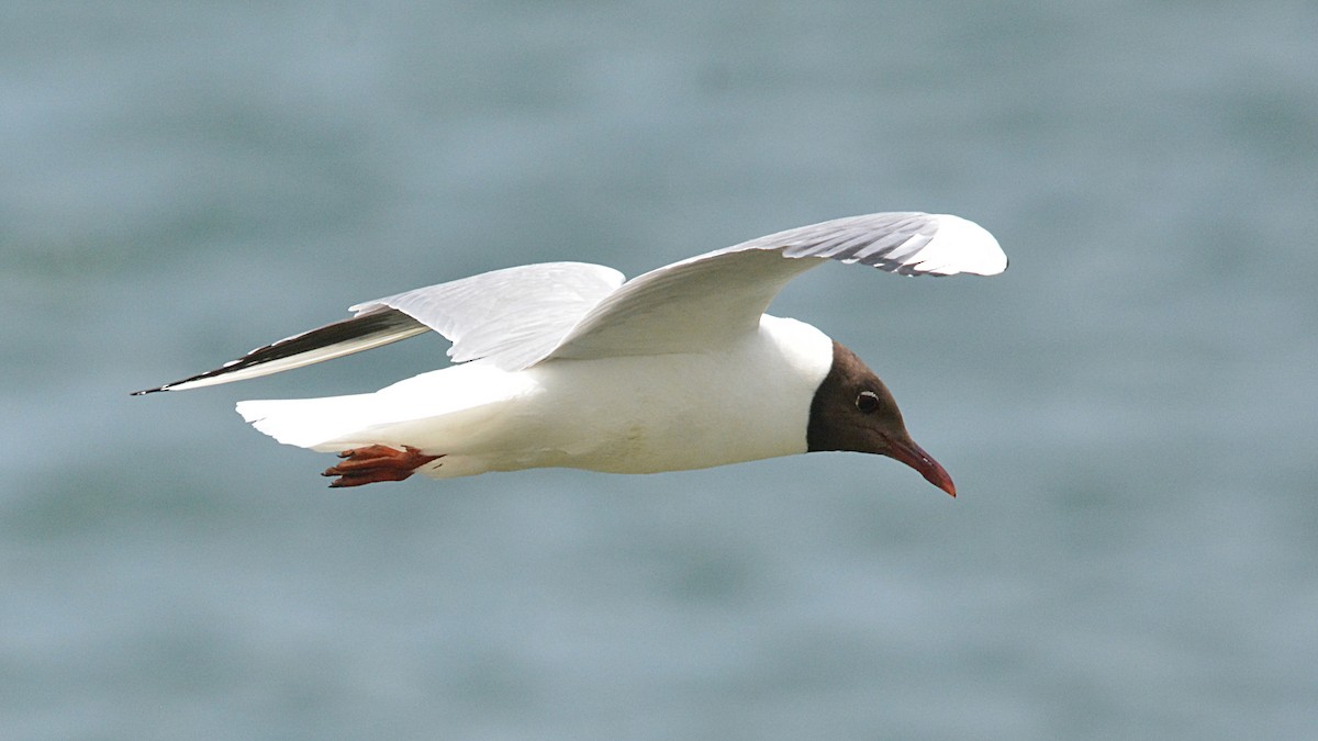 Black-headed Gull - Carl Winstead