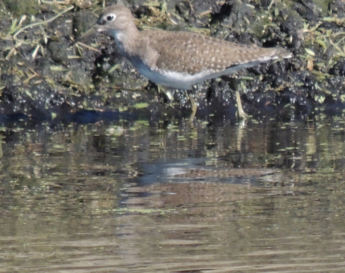 Solitary Sandpiper - ML167053381