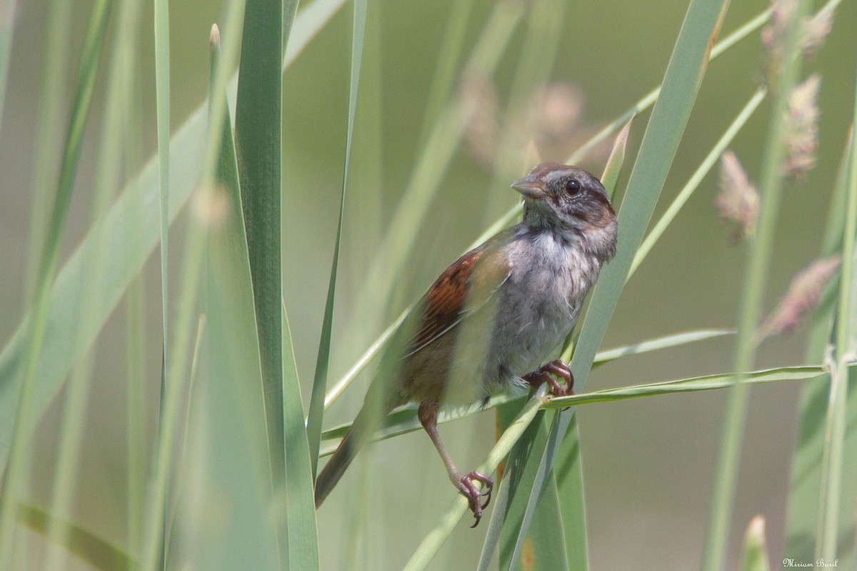 Swamp Sparrow - ML167054691