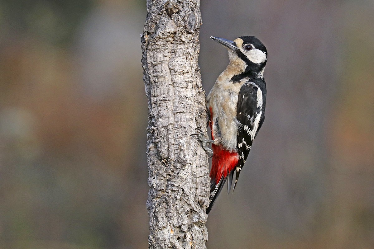 Great Spotted Woodpecker - Francisco Barroqueiro